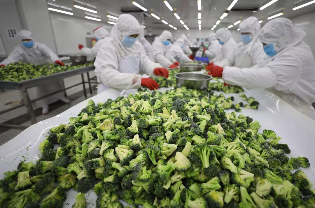 沂南:開足馬力 速凍蔬菜加工忙