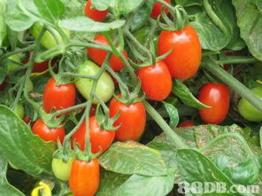 良記農場提供蔬菜批發,有機蔬菜,有機蔬果等產品