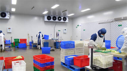 東營(yíng)市東營(yíng)區(qū):單日最大產(chǎn)能25-30噸 &ldquo;凈菜工廠&rdquo;保障市民&ldquo;菜籃子&rdquo;