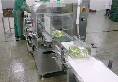 "蛤蜊燉蛋"中,一棵"矮腳青"的24小時(shí)奔赴之旅