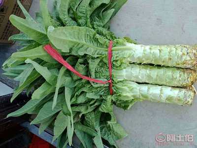 【泰安市岱岳區(qū)馬莊鎮(zhèn)-萵苣-青皮青肉】,價格,廠家,供應商,新鮮蔬菜,泰安市糧舒蔬菜專業(yè)合作社 - 產(chǎn)品庫