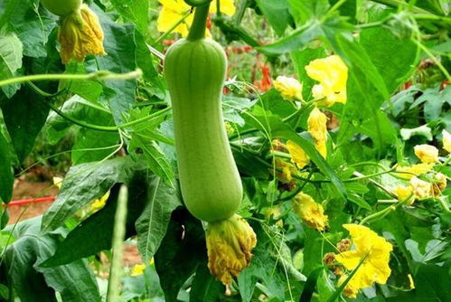 患有甲狀腺結節的人,3種蔬菜能不吃就不吃,看看你家有嗎