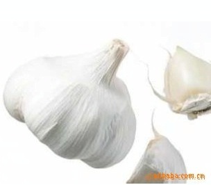 順旺農(nóng)產(chǎn)品 優(yōu)質(zhì)大蒜供應(yīng)商，滿足您的多樣化需求